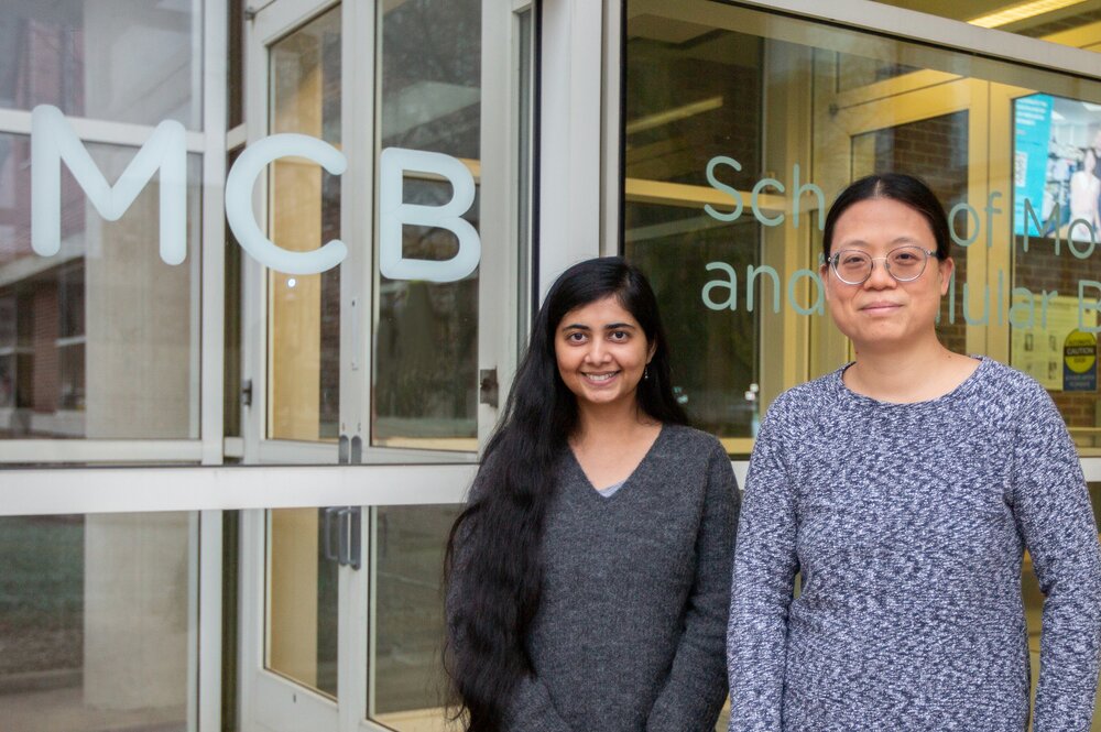Alokananda Ray, a postdoctoral researcher in the Li lab (left) with Xin Li, an assistant professor of cell and developmental biology.